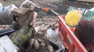 ГЕОРГИНА !!! как поделить клубни весной , легко и просто!!!!