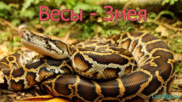 Гороскоп ВЕСЫ по году рождения на 2020 год смотреть онлайн