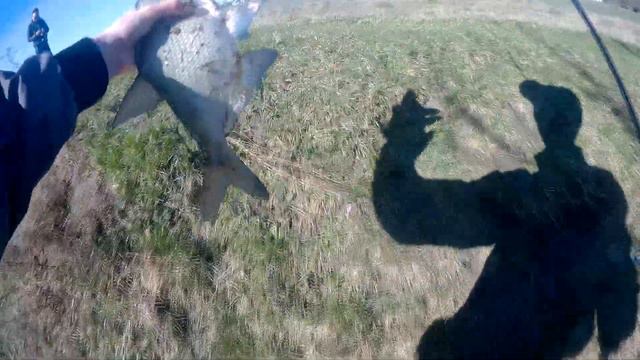 Лещ на спиннинг.FANATIK LARVA смотреть онлайн