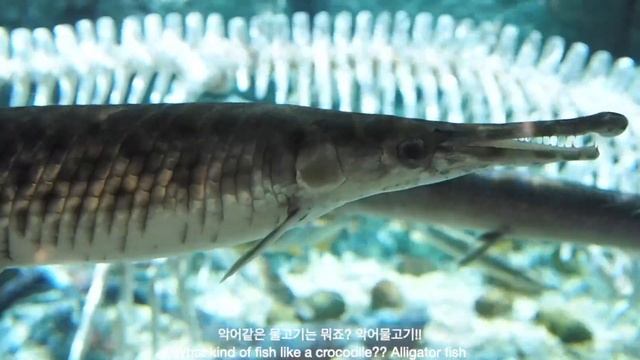 Sealife Bangkok Siam Paragon | ??ชีวิตประจำวันแบบคนไทย ??| Vlog Happy Mom | 씨라이프 | 방콕아쿠아리움 [SUB] смотреть онлайн
