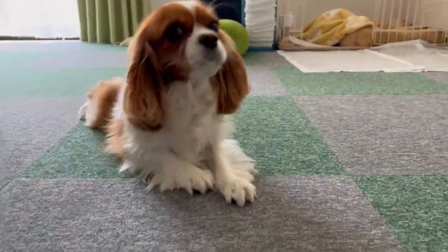 帰宅後チロルの寝起きドッキリ【Cavalier king charles spaniel】 смотреть онлайн