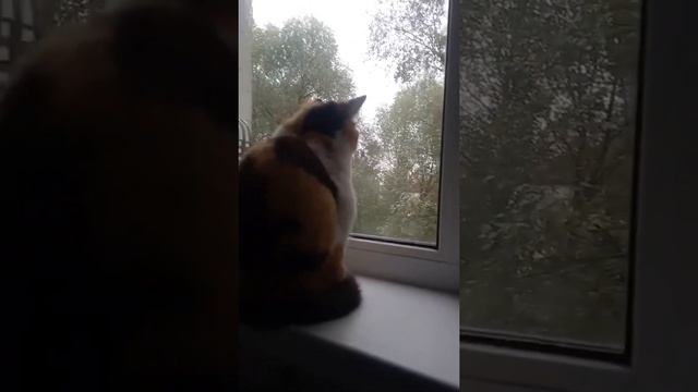 Кошка грустит | Вита | Смотри описание смотреть онлайн