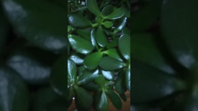 The Money Plant at night (Crassula ovata, succulent jade)