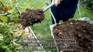 Клубника Вима Рина