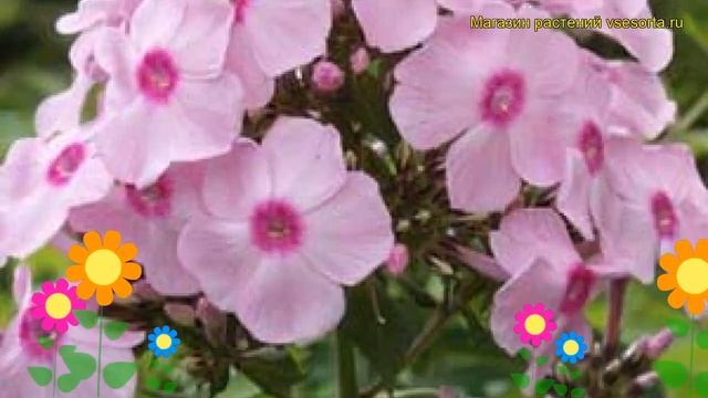Флокс метельчатый Спатсоммер. Краткий обзор, описание характеристик phlox paniculata Spatsommer смотреть онлайн