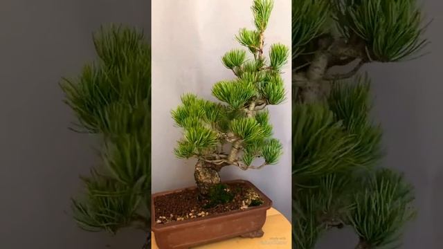 Pinus parviflora bonsai 2018 summer смотреть онлайн