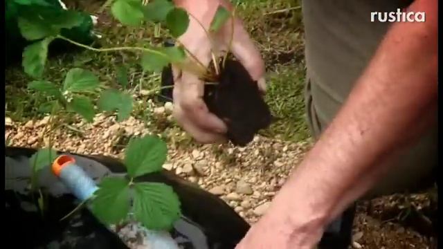 Planter les fraisiers смотреть онлайн