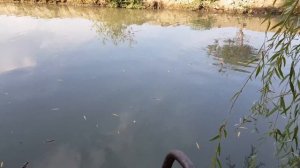 ?Ловим Белого Амура На Саранчу (Рыбалка в Дагестане)?