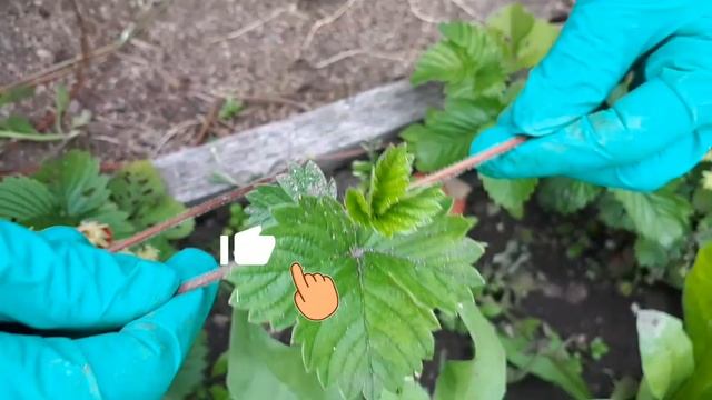 Сладка ягодка- земклуника Раиса. смотреть онлайн