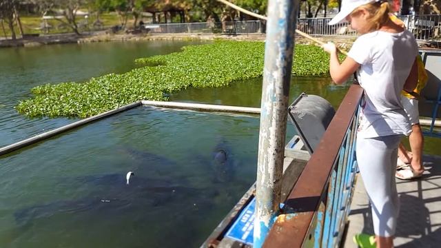 Рыбалка на самую большую пресноводную рыбу в мире смотреть онлайн