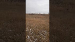 Иж-81 тест для охоты и самообороны.