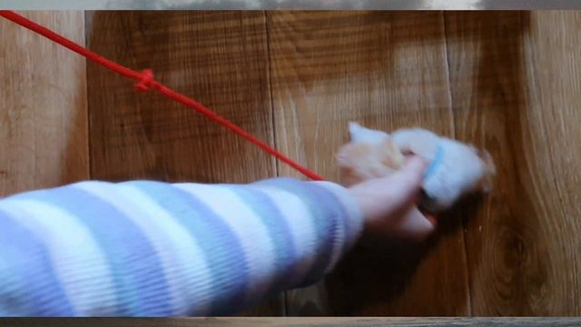 Как гулять с хомячком на поводке?? По просьбе подписчиков! смотреть онлайн