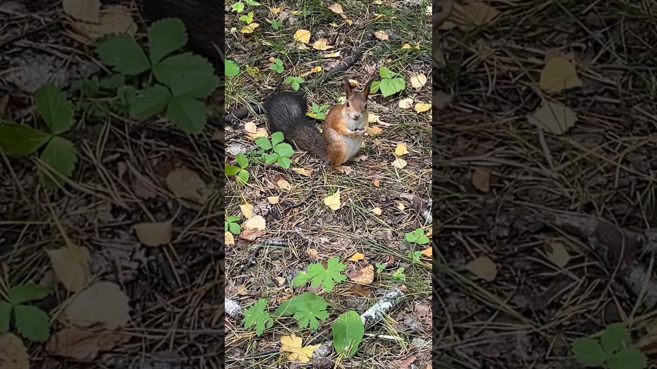 Ручные белки в парке ️#парк #белкивпарке #природа2023 #красиваябелка смотреть онлайн