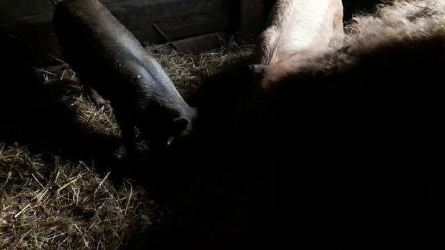 Поросятки мангалицы растут как на дрожжах! Сегодня будем переселить цыплыт. смотреть онлайн