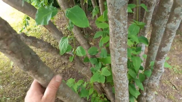 Сирень амурская. Сибирь. Небольшой обзор смотреть онлайн