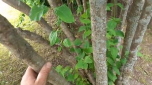 Сирень амурская. Сибирь. Небольшой обзор