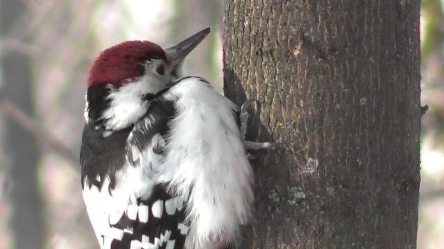 Белоспинный дятел ( Dendrocopos leucotos ) смотреть онлайн
