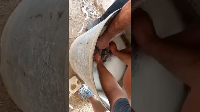 Обработка кур от блох и клещей смотреть онлайн