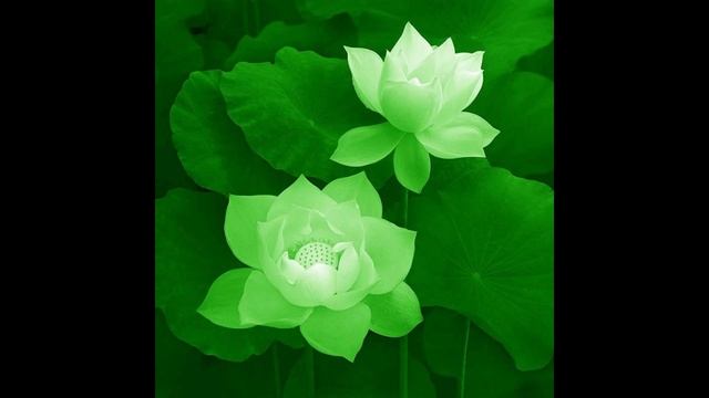Heart Chakra | Анахата чакра смотреть онлайн