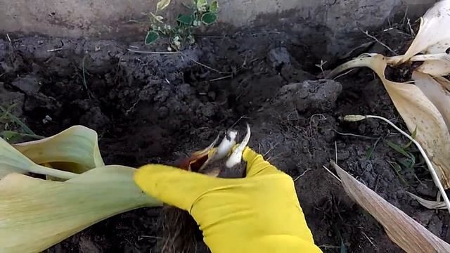 ? Когда выкапывать тюльпаны в Белоруси. смотреть онлайн