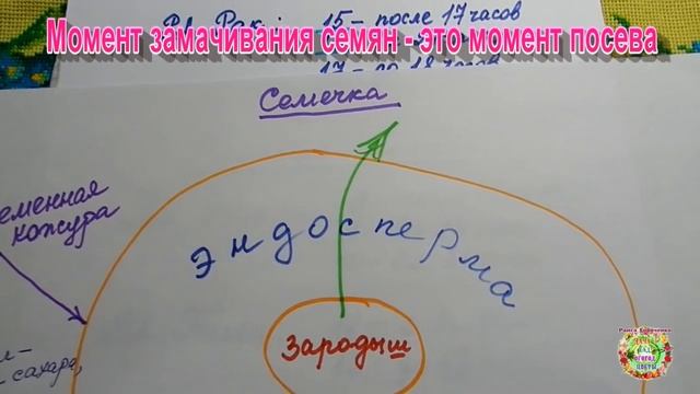 ☝️ Момент замачивания семян - это момент посева. А Вы знали? смотреть онлайн