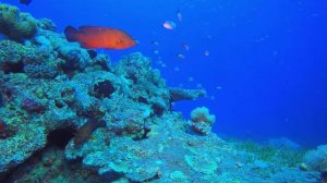 Фортепианная музыка со звуками синего кита для спокойного и хорошего ночного сна • Успокаивает разу