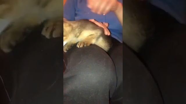 Чаузи Ф2 Мартин. Chausie F2 Martin. смотреть онлайн