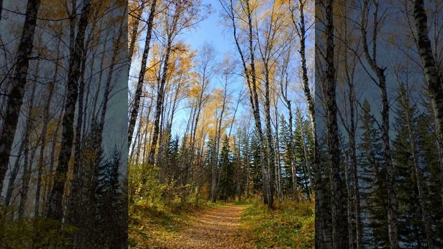 Petal_20231010_111305
Осень тёплая осень.