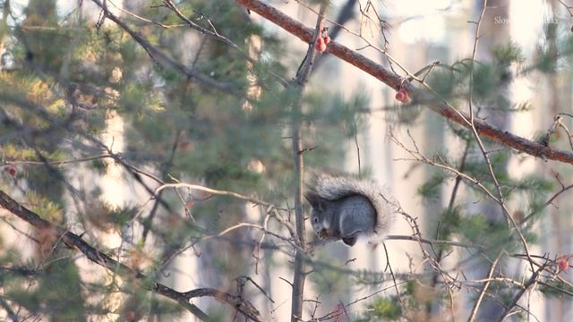 Безмолвное погружение в звуки Зимнего Леса или Один день из жизни Белки. смотреть онлайн