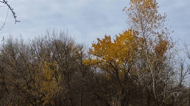 Самые сильные Знаки Зодиака... смотреть онлайн