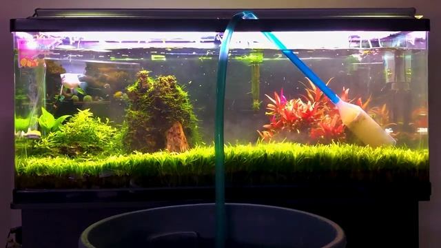 Mantenimiento en acuario plantado semana 03 смотреть онлайн