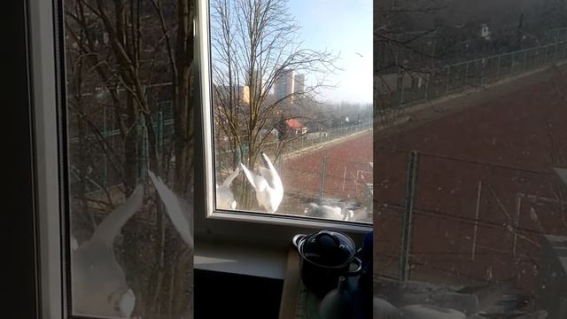 POLAND ЧАЙКИ КУШАЮТ КАШУ смотреть онлайн