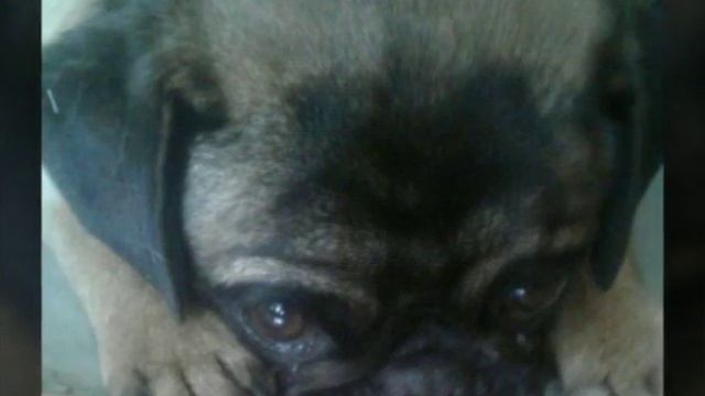 Я и моя собака 🙆🐶 смотреть онлайн