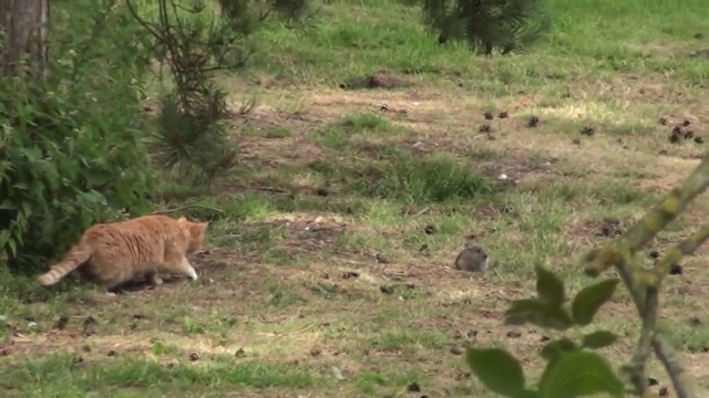 Кот поймал кролика. Охотничий инстинкт в действии смотреть онлайн
