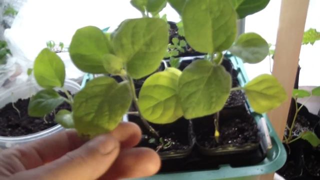 РАССАДА ПОСЛЕ НАШАТЫРЯ ПОГИБЛА? Обзор рассады. смотреть онлайн