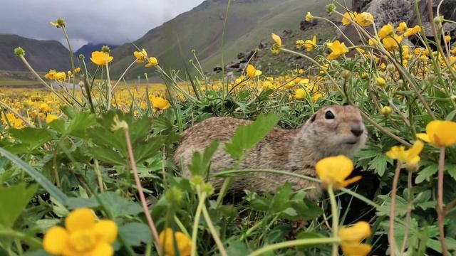 Ховрах, суслик, gopher #shorts# природа #суслик #животные #тваринилісові #маленький #ховрах смотреть онлайн