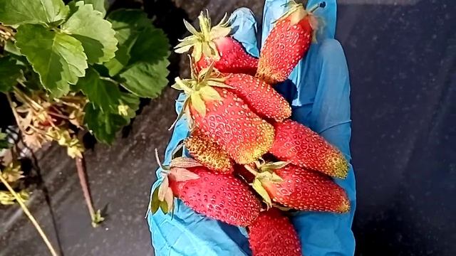 Ягода на клубнике #Купчиха 10.06.22 г. Омск Ферма "Омская Ягода" смотреть онлайн