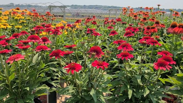 Echinacea Sunny Days Ruby (Coneflower) / Magnificent Bushy Free Flowering, Easy to Grow Perennial смотреть онлайн