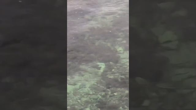 Черноморский район с. Межводное Дельфины охотятся на саргана смотреть онлайн