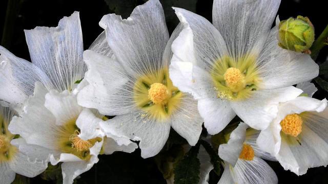 Топ новых клипов и видео 2015 года