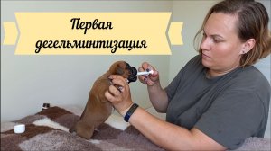 Как прогнать глистов трехнедельным щенкам, первая дегельминтизация.