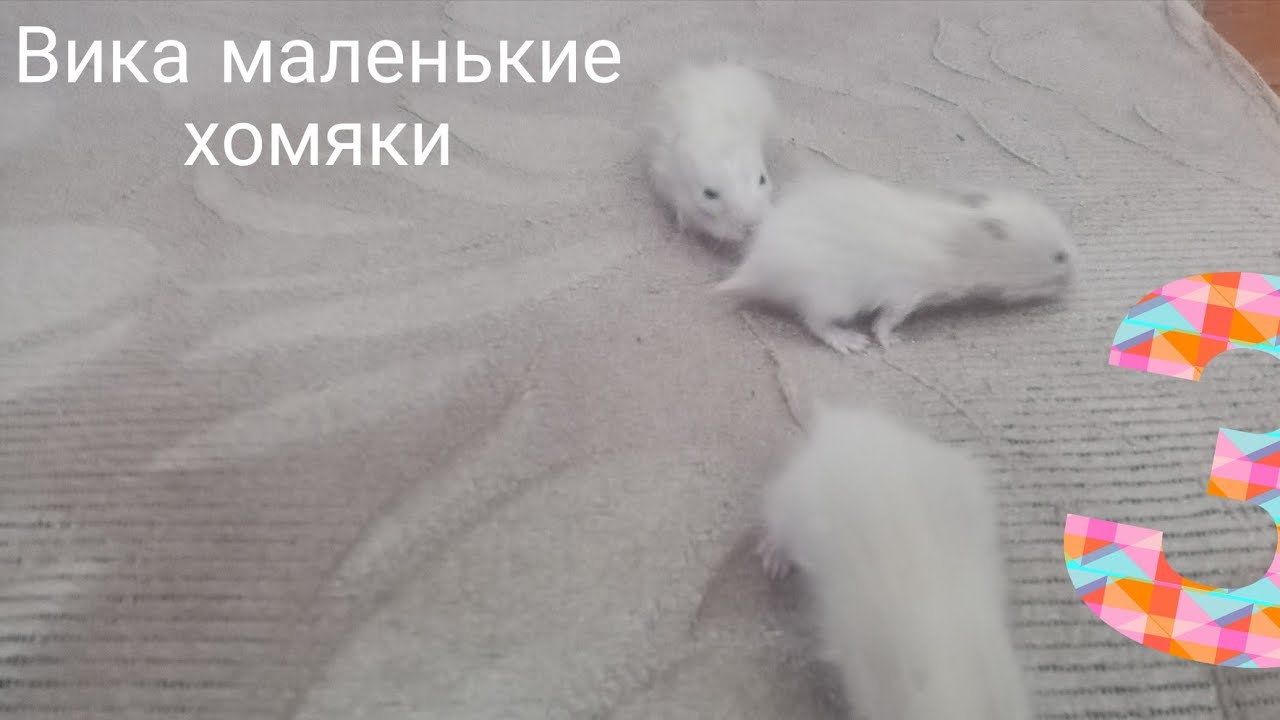 Вика маленькие хомяки 3 смотреть онлайн
