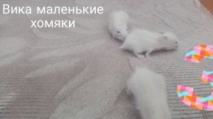 Вика маленькие хомяки 3