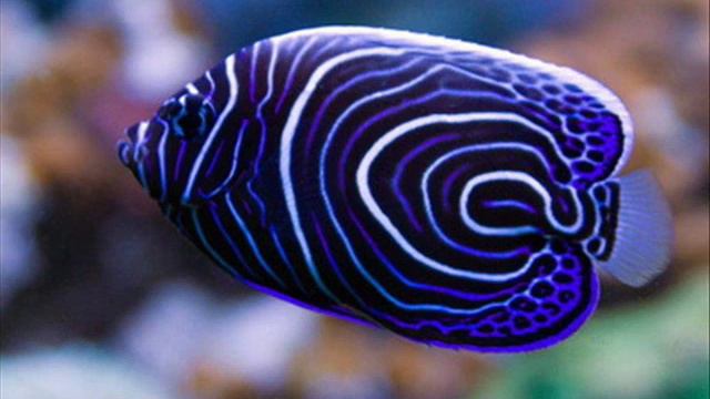 редкие морские рыбки смотреть обязательно 7 смотреть онлайн