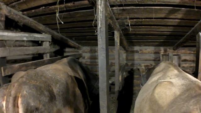 Что исключаю из рациона коровы при подготовке к отелу. смотреть онлайн