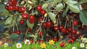 Вишня обыкновенная Тургеневка ? Обзор: посадка и уход. саженцы, крупномеры: описание и особенности