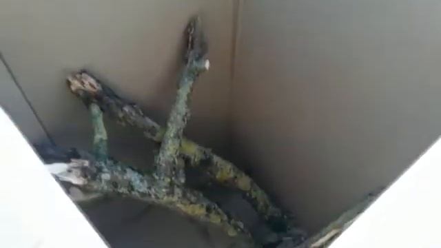 Лишайник |Ульхауз смотреть онлайн