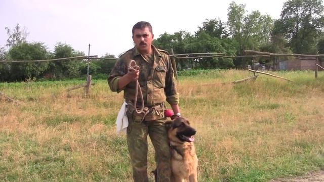 Дрессировка по послушанию : основные моменты для владельца.