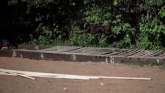 Питбуль Вейн на соревнованиях с командой DogsEnergym. Занятия спортом для питбулей в СПб. смотреть онлайн