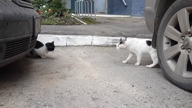кошачьи разборки во дворе смотреть онлайн